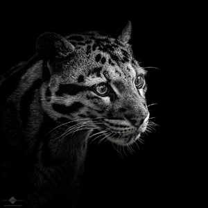 Clouded Leopard — ranked #8