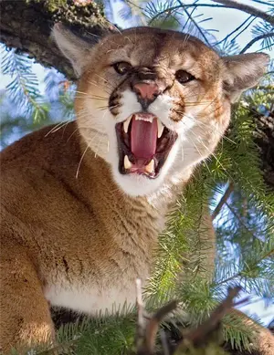 Cougar — ranked #7
