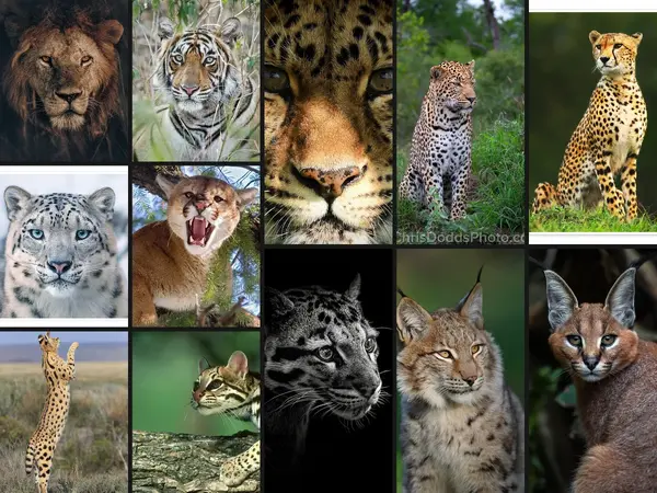 What is the best big cat?