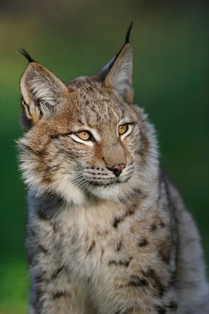Eurasian Lynx — ranked #9