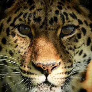 Jaguar — ranked #3
