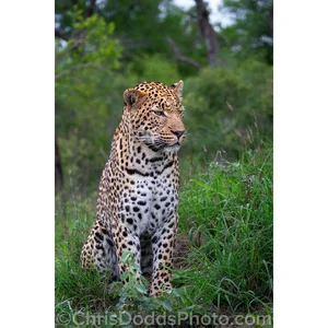 Leopard — ranked #4