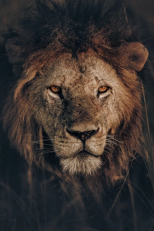 Lion — ranked #1