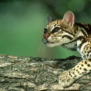 Ocelot — ranked #12