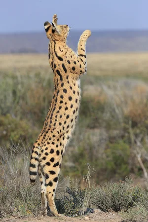 Serval — ranked #11