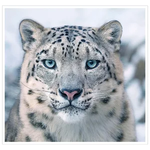 Snow Leopard — ranked #6