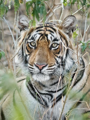 Tiger — ranked #2