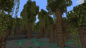 Mangrove Swamp — ranked #14