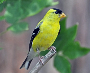 American Goldfinch — ranked #9