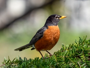 American Robin — ranked #6