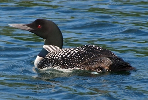Common Loon — ranked #15