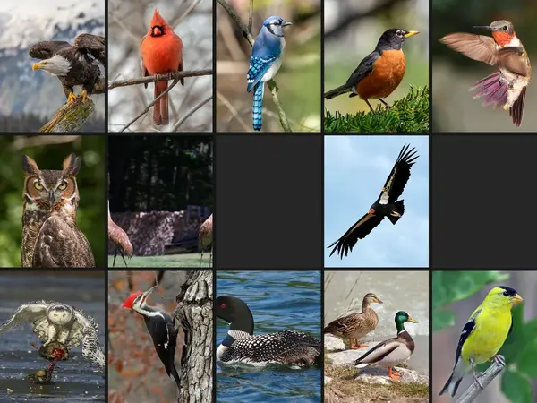 What is the best bird in North America?