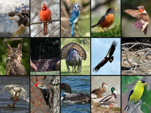 What is the best bird in North America?