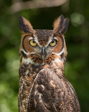 Great Horned Owl — ranked #8