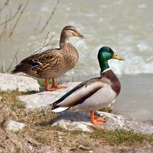Mallard — ranked #5