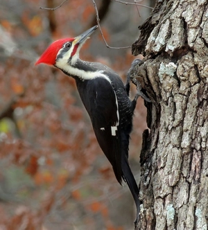 Pileated Woodpecker — ranked #11