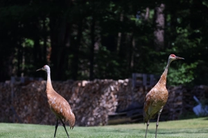 Sandhill Crane — ranked #10