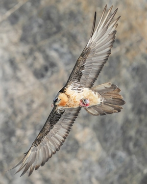 Bearded Vulture — ranked #9