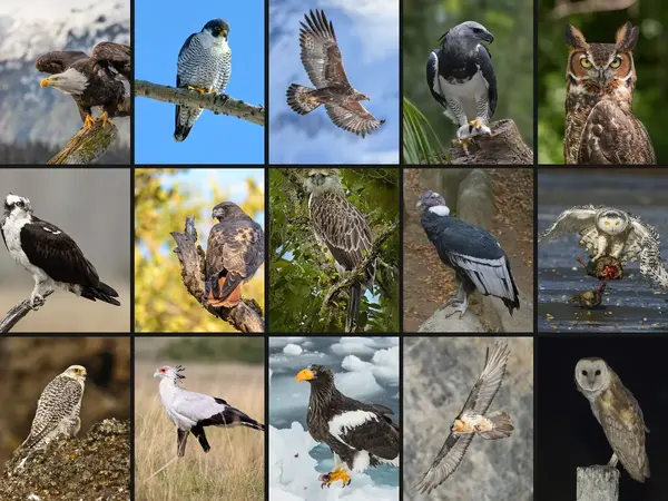 What is the best bird of prey?