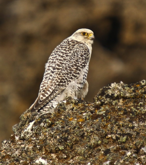 Gyrfalcon — ranked #15