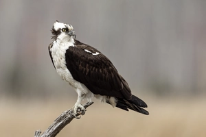 Osprey — ranked #4