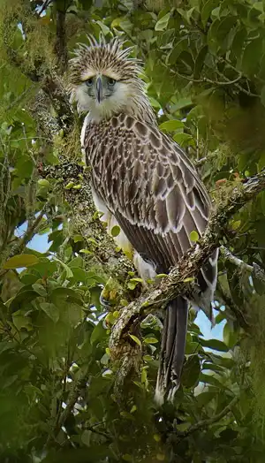 Philippine Eagle — ranked #5
