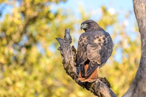 Red-tailed Hawk — ranked #8