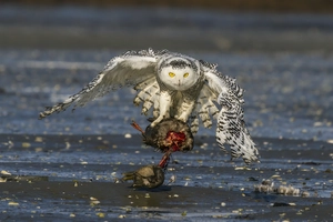 Snowy Owl — ranked #10