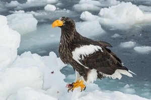 Steller's Sea Eagle — ranked #6