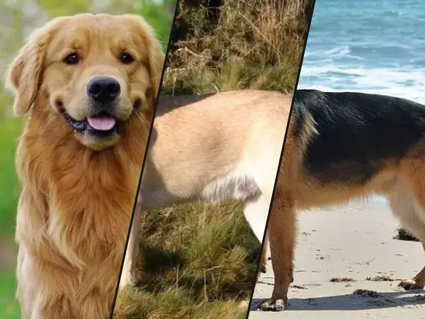 What is the best dog breed?