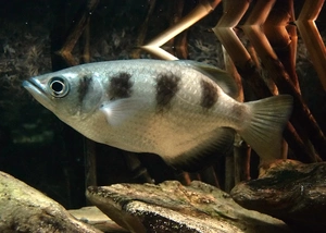 Archerfish — ranked #14