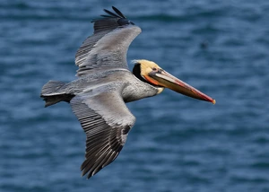Brown Pelican — ranked #13