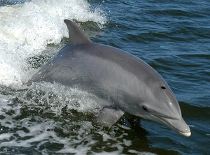 Common Bottlenose Dolphin — ranked #8