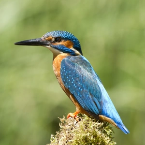 Common Kingfisher — ranked #9
