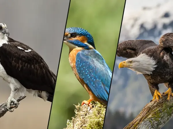 What is the best fisher in the animal kingdom?