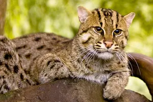 Fishing Cat — ranked #4