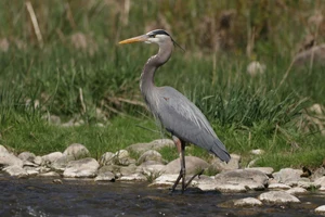 Great Blue Heron — ranked #7