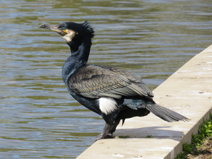 Great Cormorant — ranked #10