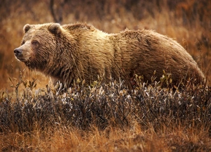 Grizzly Bear — ranked #5