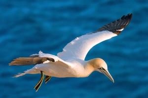 Northern Gannet — ranked #11