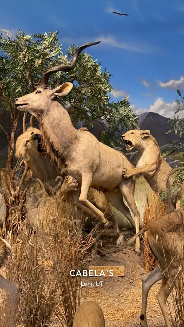 Our Love to Admire - ranking option ranked #3