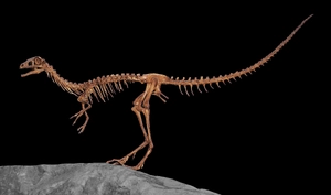 Compsognathus — ranked #13