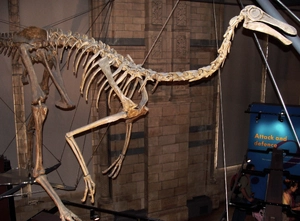 Gallimimus — ranked #5