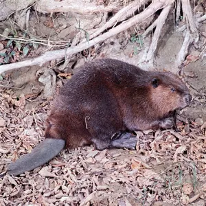 Beaver — ranked #6