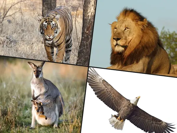 What is the best national animal?