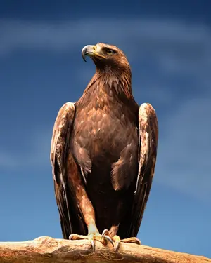Golden Eagle — ranked #10