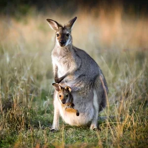 Kangaroo — ranked #4