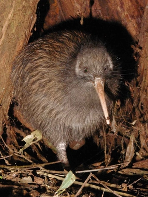 Kiwi — ranked #7