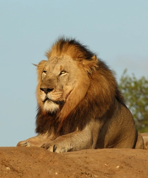 Lion — ranked #1
