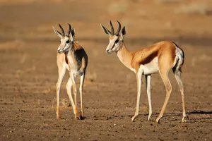 Springbok — ranked #11